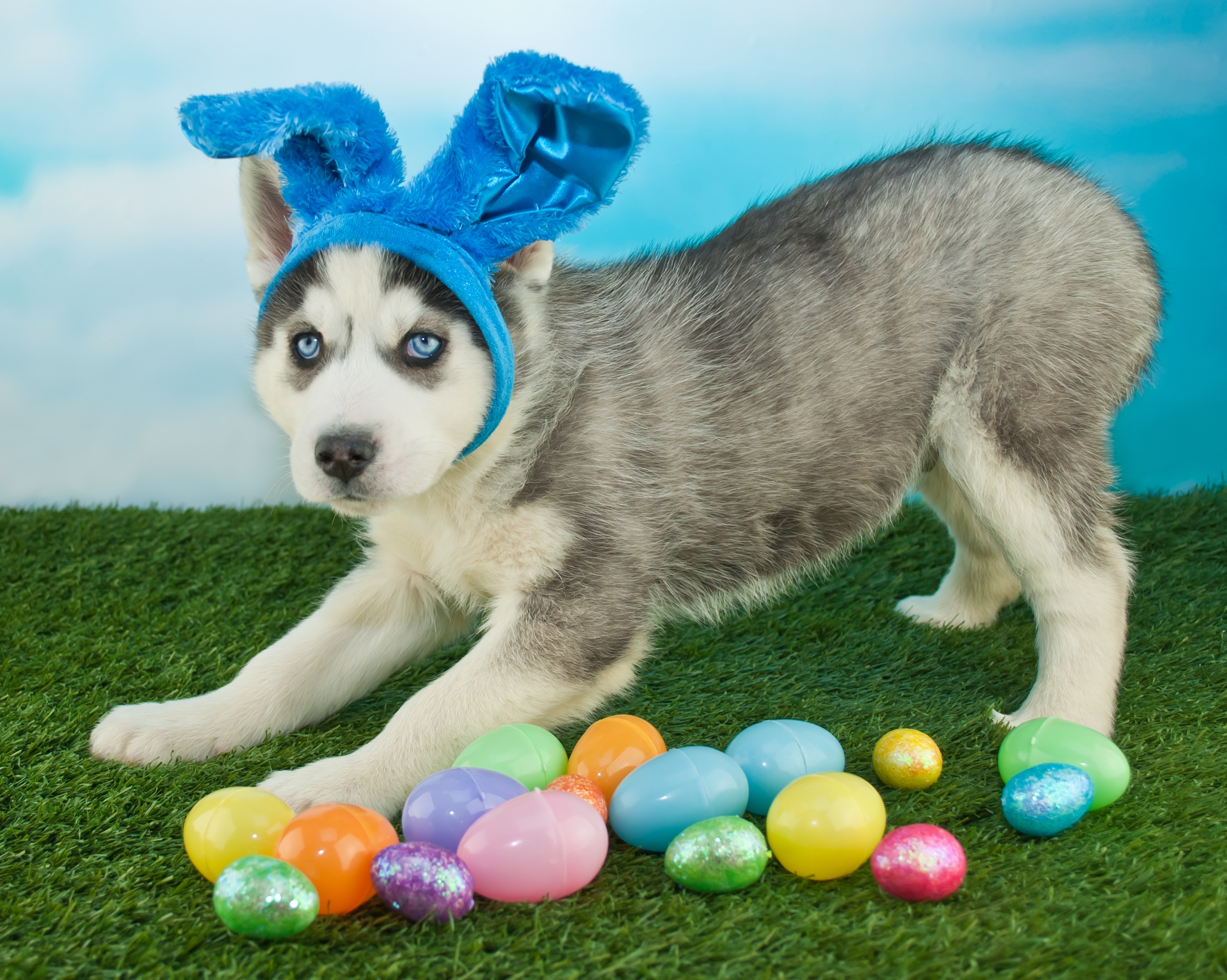 Easter Dog And Puppy Pictures