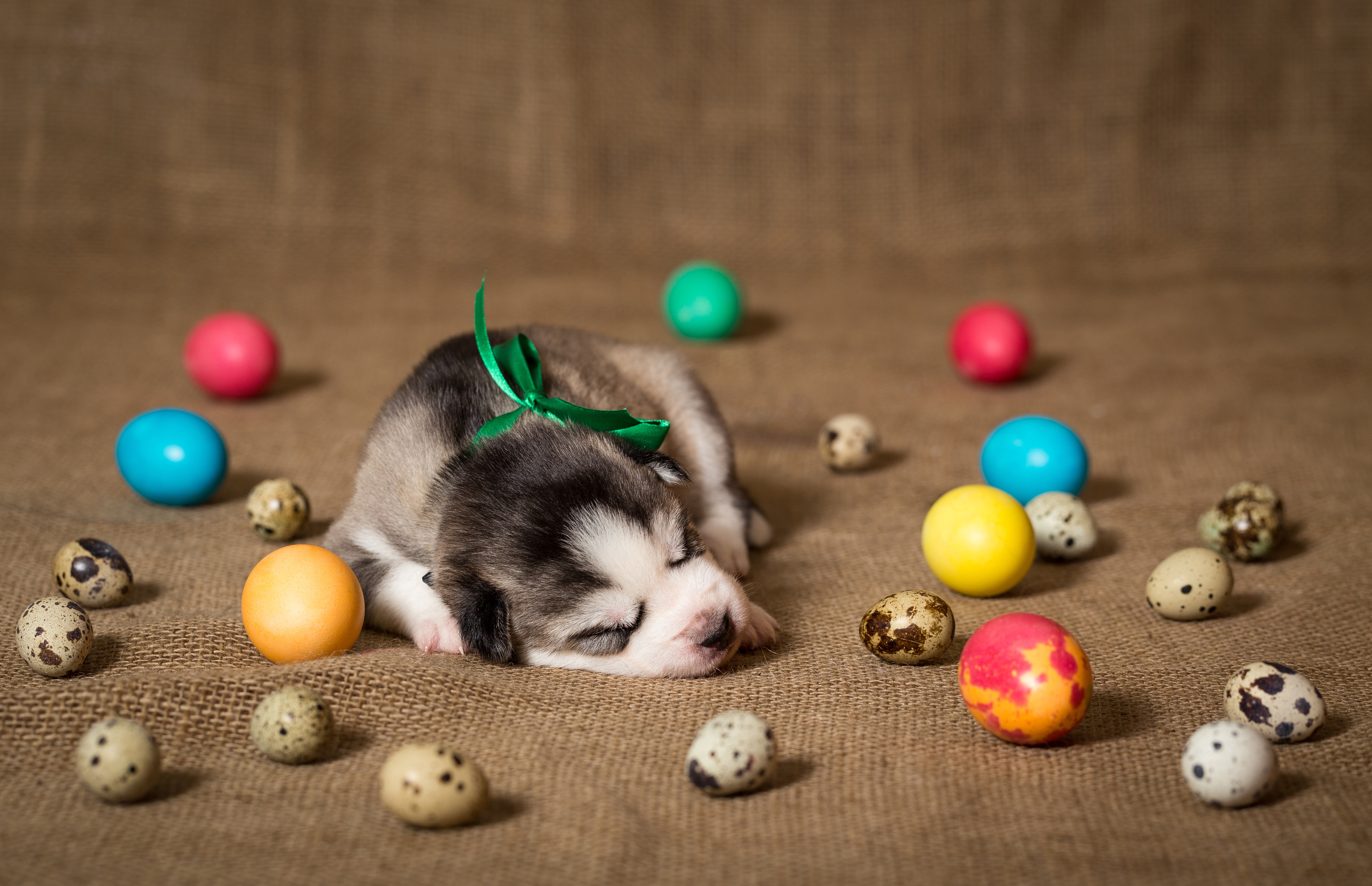 Easter Dog And Puppy Pictures