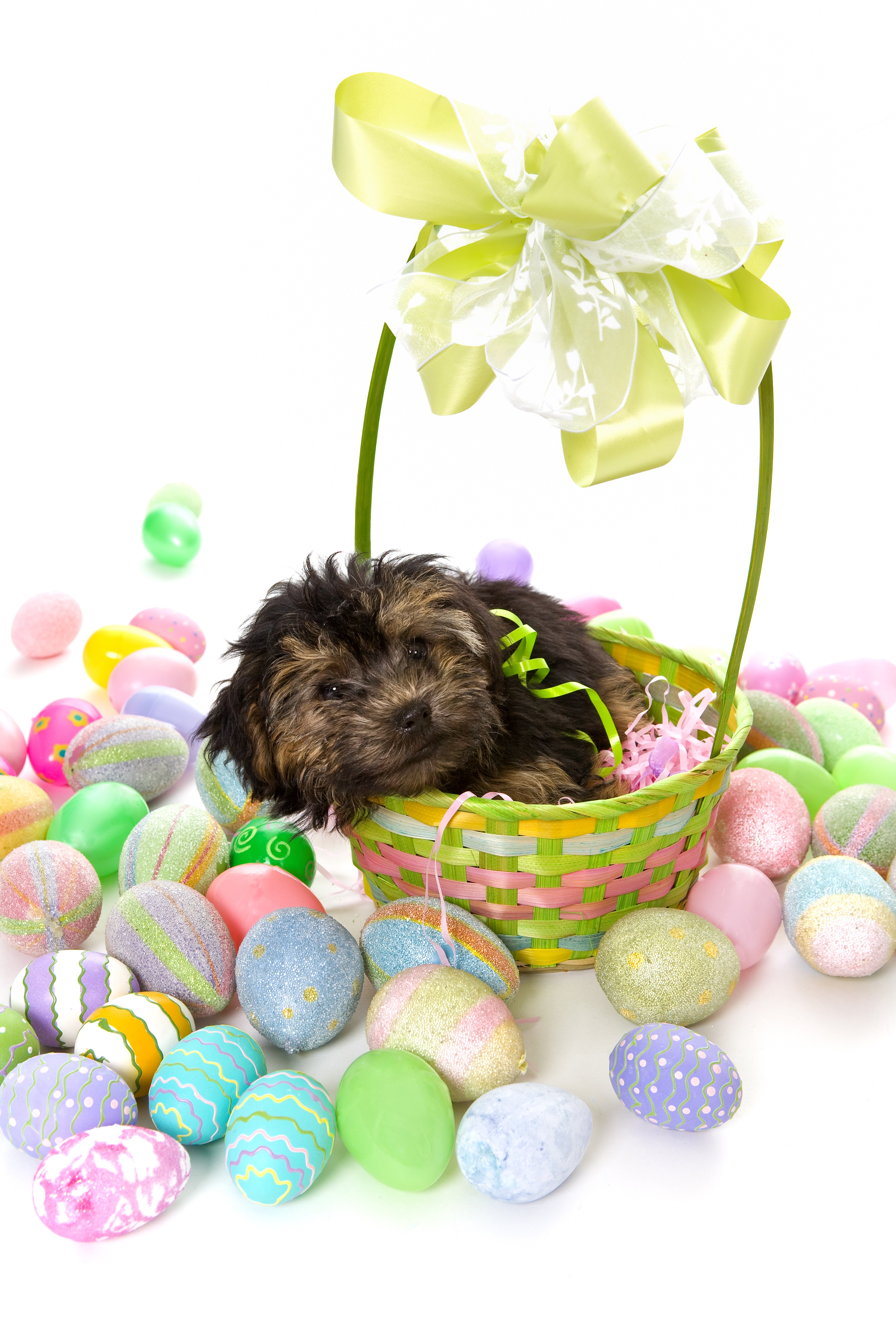 Easter Dog And Puppy Pictures