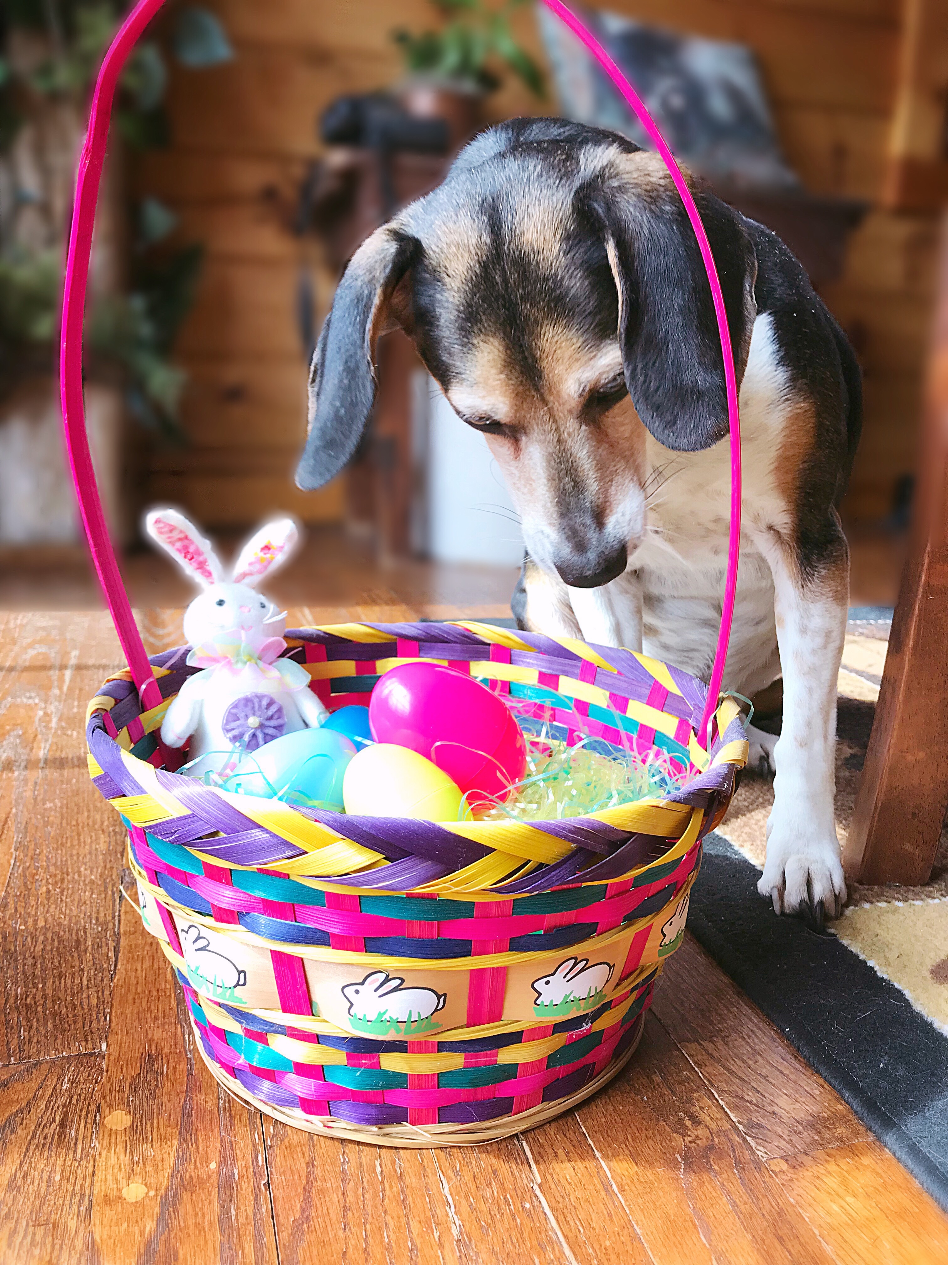 Easter Dog And Puppy Pictures