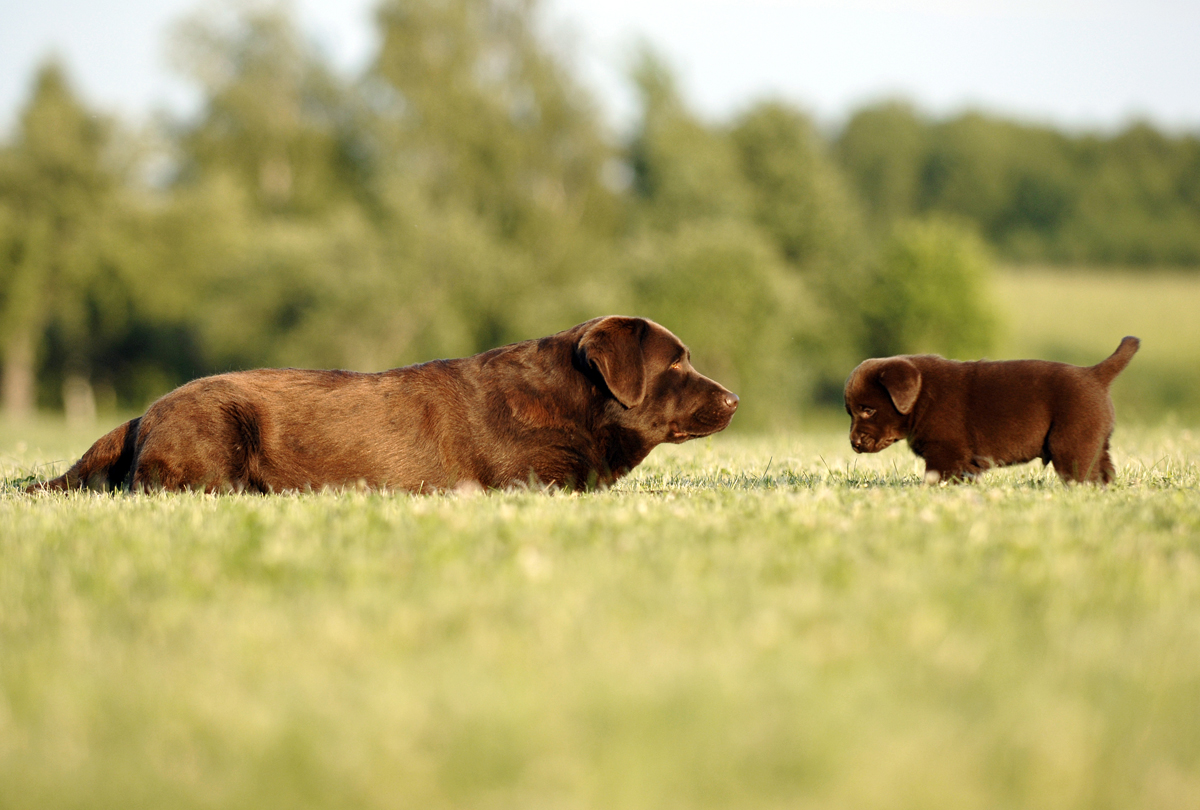 Happy Mother's Day: Mama Dogs And Their Puppies