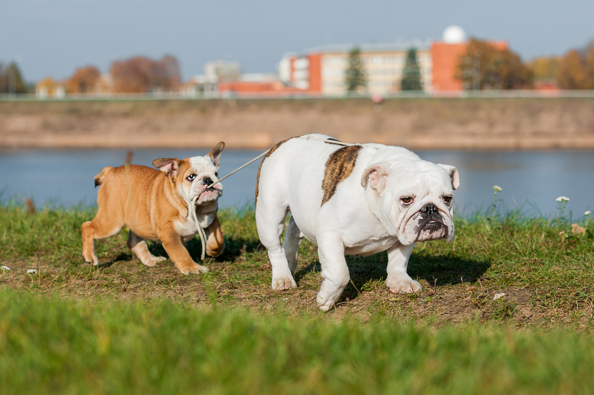 Happy Mother's Day: Mama Dogs And Their Puppies