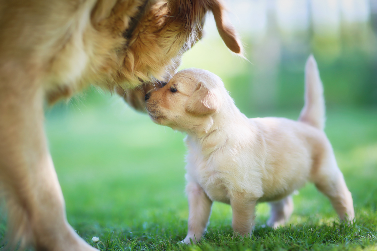 Happy Mother's Day: Mama Dogs And Their Puppies