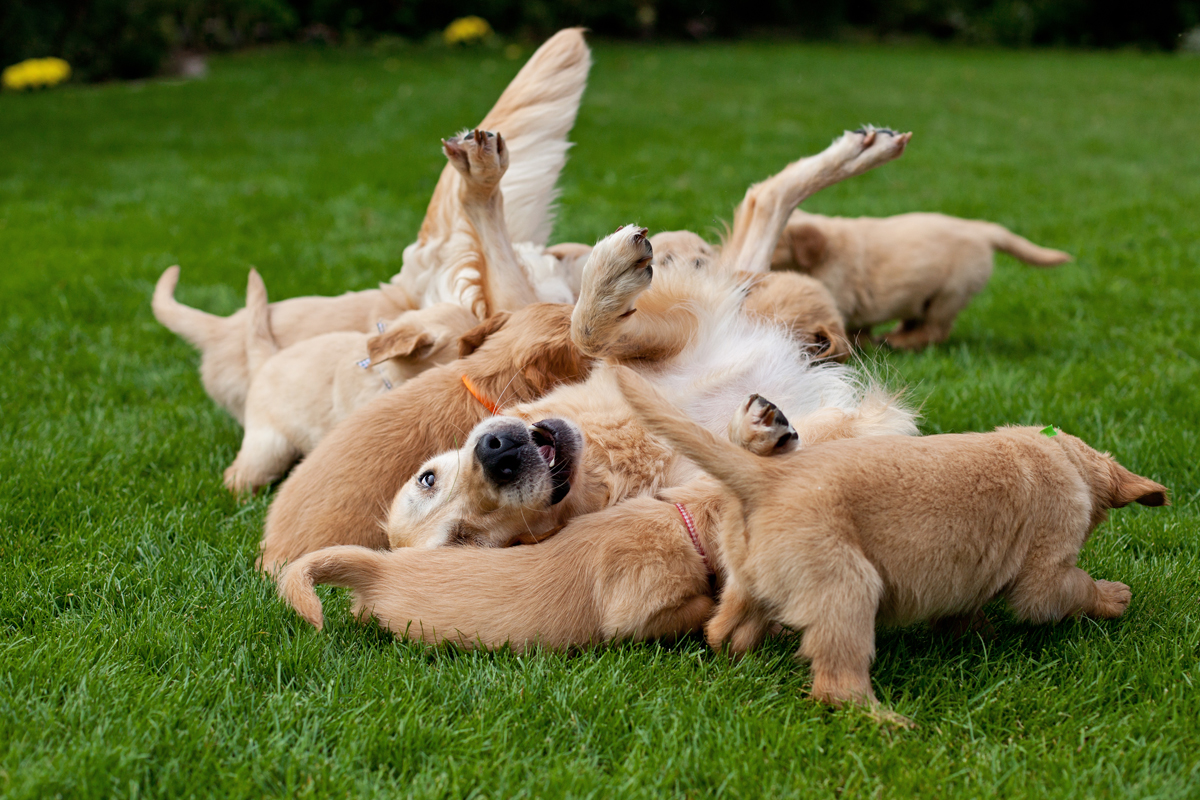 Happy Mother's Day: Mama Dogs And Their Puppies