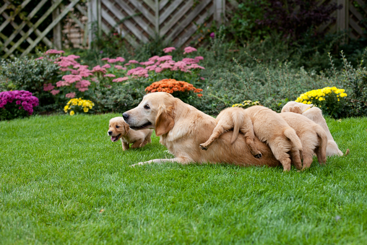 Happy Mother's Day: Mama Dogs And Their Puppies