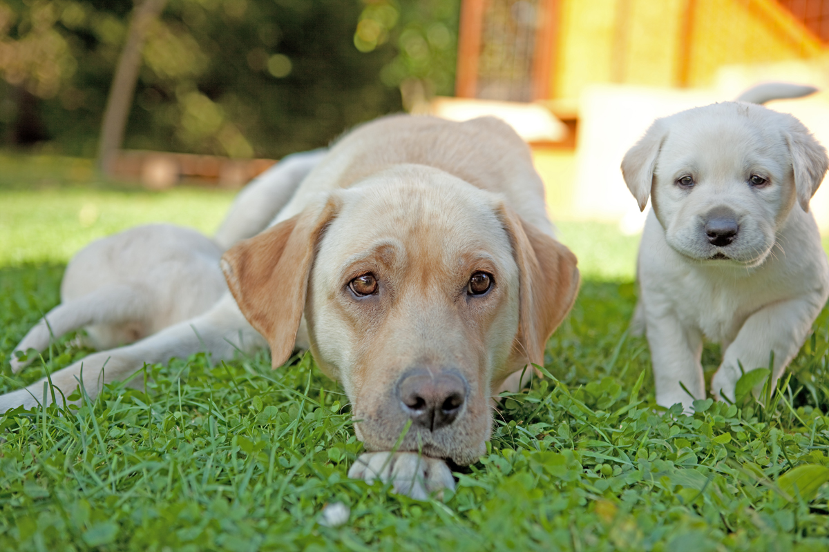 Happy Mother's Day: Mama Dogs And Their Puppies