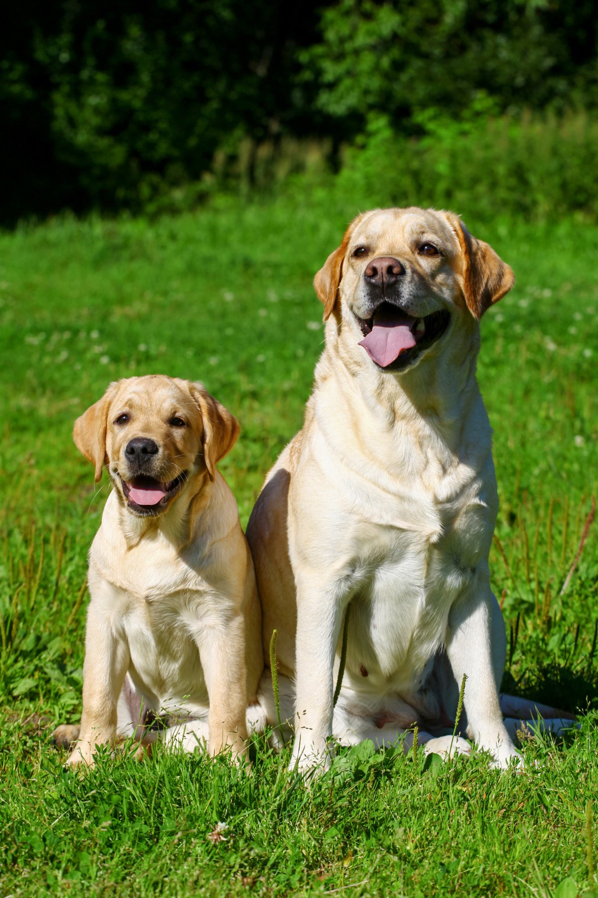 Happy Mother's Day: Mama Dogs And Their Puppies