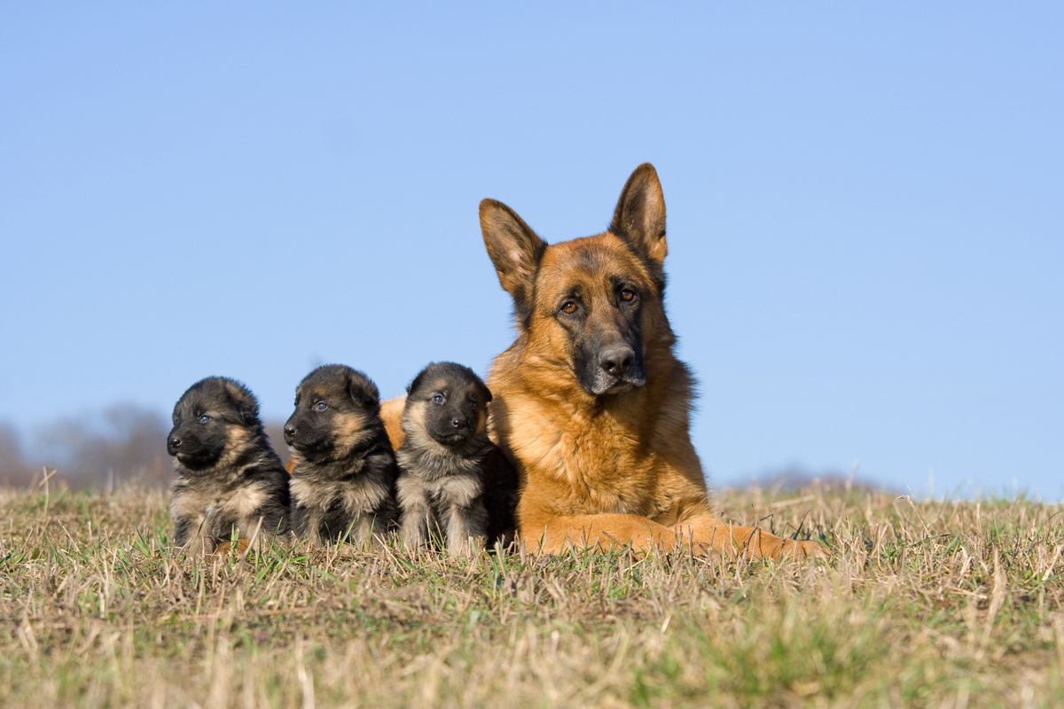 Happy Mother's Day: Mama Dogs And Their Puppies