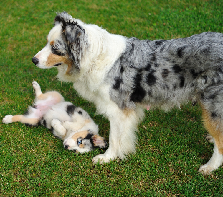 Mother's Day: Mama Dogs And Their Puppies