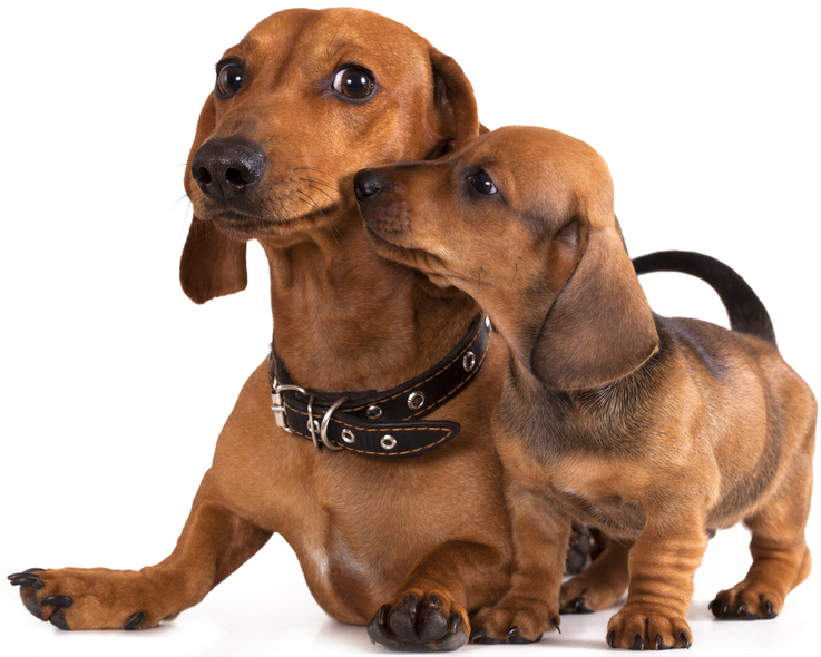 Mother's Day: Mama Dogs And Their Puppies