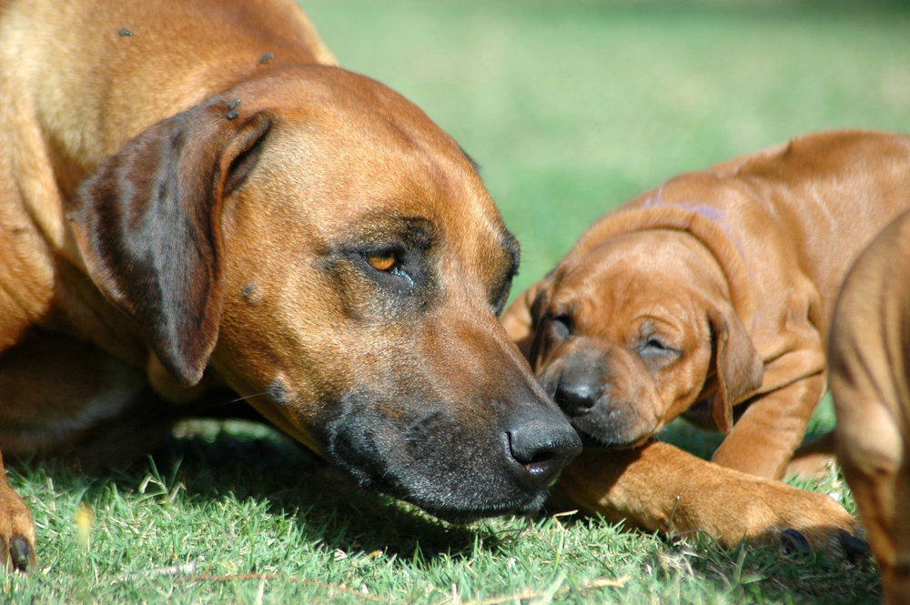 Mother's Day: Mama Dogs And Their Puppies