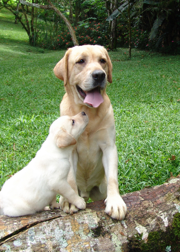 Mother's Day: Mama Dogs And Their Puppies