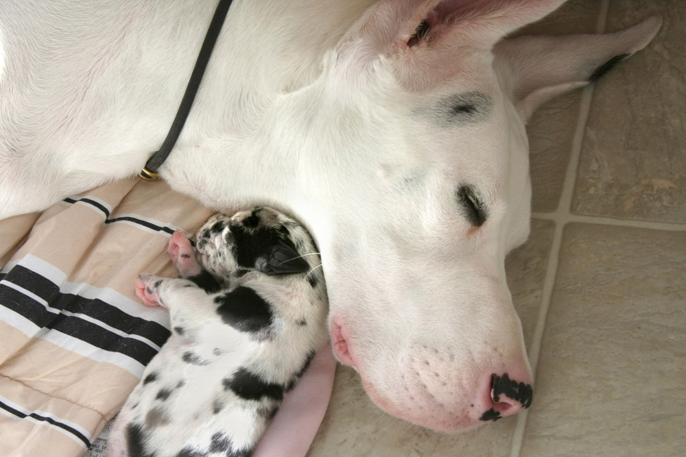 Mother's Day: Mama Dogs And Their Puppies