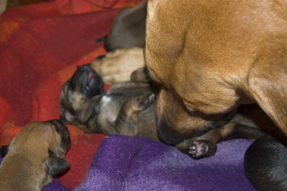 Mother's Day: Mama Dogs And Their Puppies