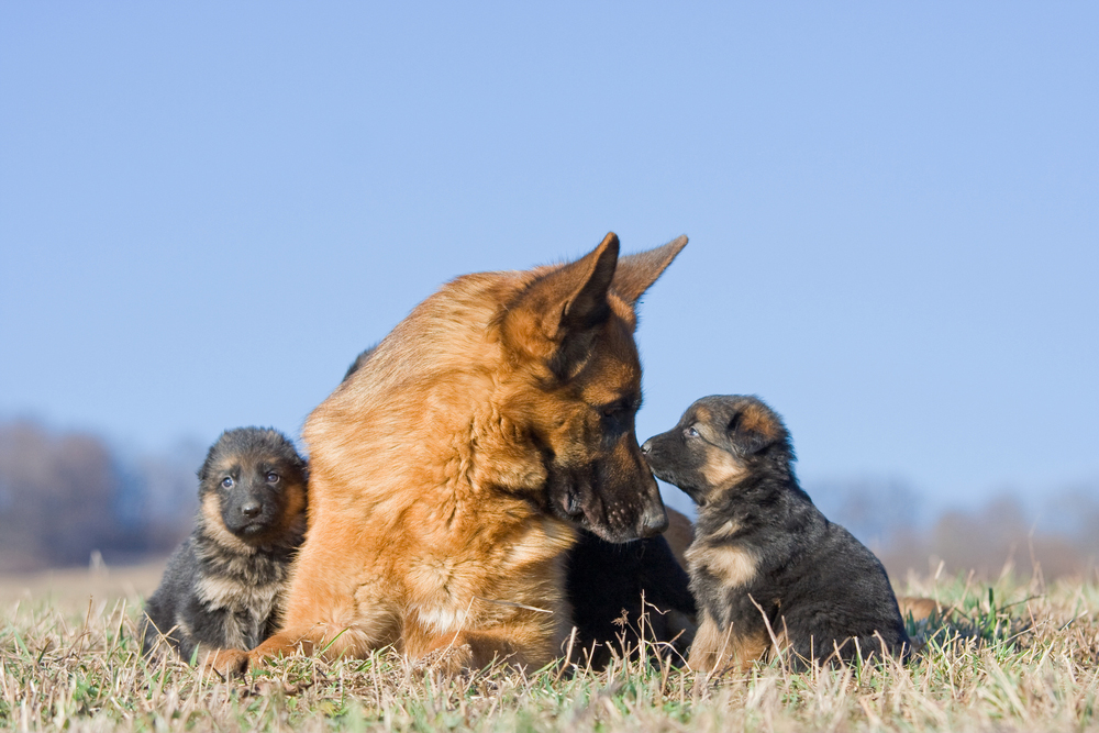 Mother's Day: Mama Dogs And Their Puppies