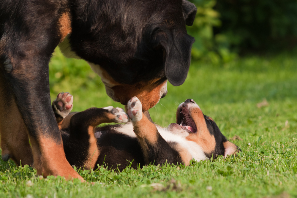 Mother's Day: Mama Dogs And Their Puppies