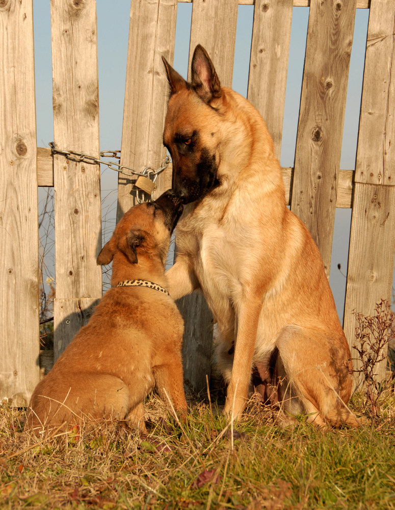 Mother's Day: Mama Dogs And Their Puppies