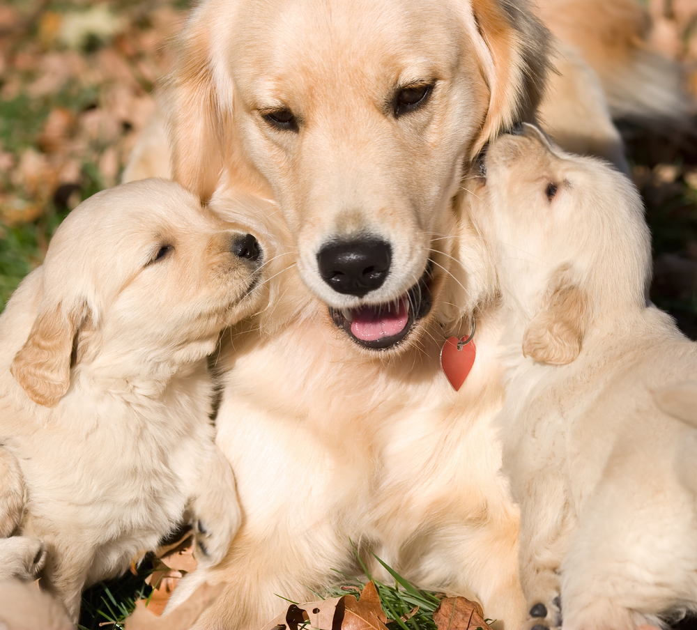 Mother's Day: Mama Dogs And Their Puppies