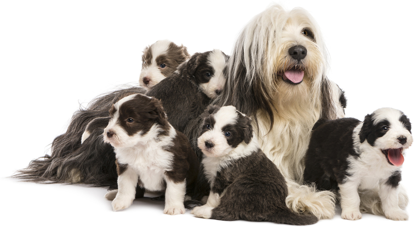 Mother's Day: Mama Dogs And Their Puppies