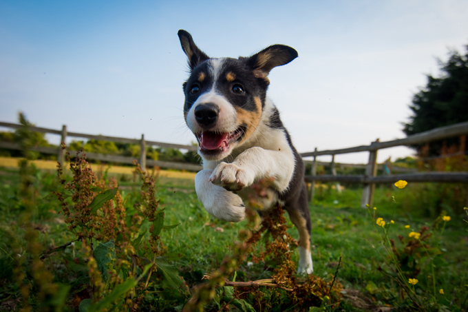 People have been keeping dogs as pets for over 12,000 years!