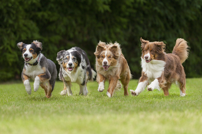 Studies have shown that petting and spending time with dogs causes our brains to release oxytocin, the hormone that makes us feel good.