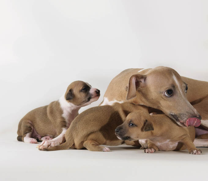 A female dog carries her puppies for about 60 days before they are born.