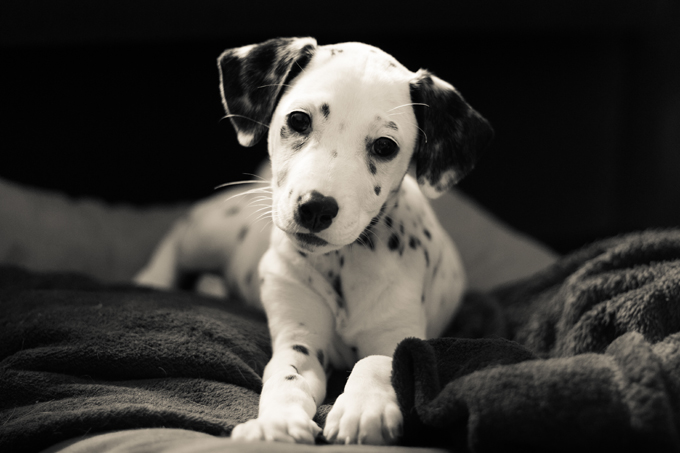 Dalmatians are born white and spotless.