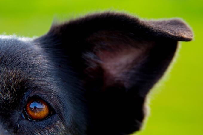 70 percent of pet parents sign their pets' names on greeting/holiday cards.