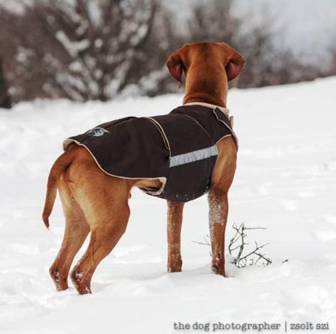 Dog Rain Coat