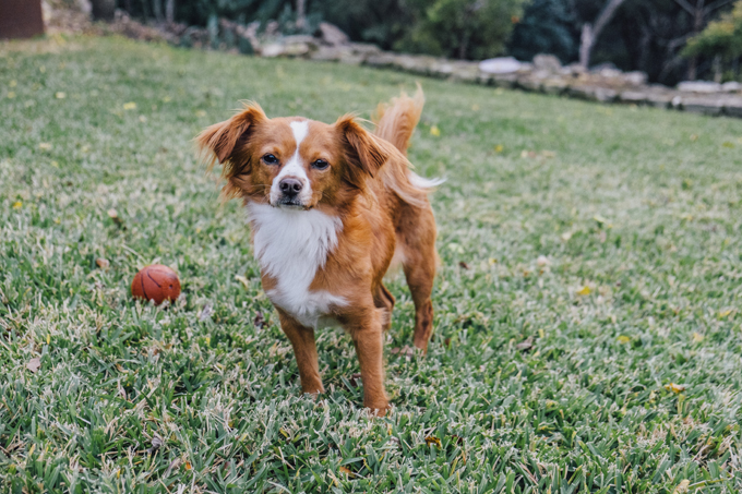 King Charles Cavalier Spaniel/Chihuahua Mix. 