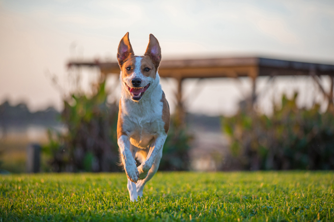 Happy Dog. 