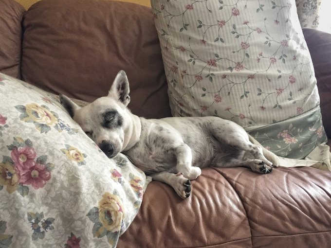 Favorite spot on the couch. 