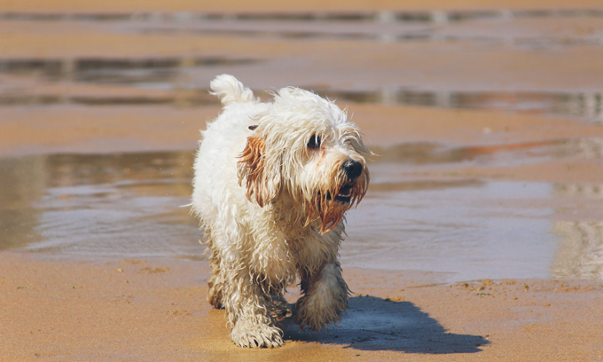 Strolling along the shore. 