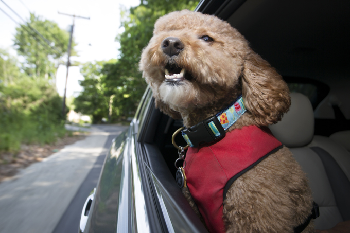 Going for a ride! 