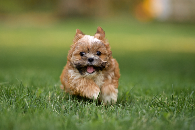 Happy little Shih Tzu/ Yorkie Mix. 