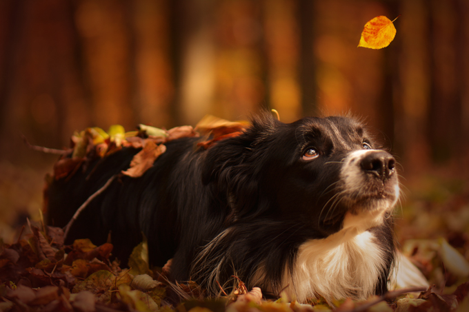 Dogs Loving Fall 