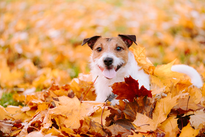 Dogs Loving Fall 