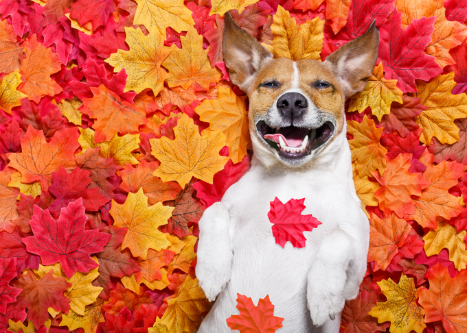 Dogs Loving Fall 