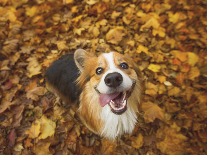 Dogs Loving Fall 