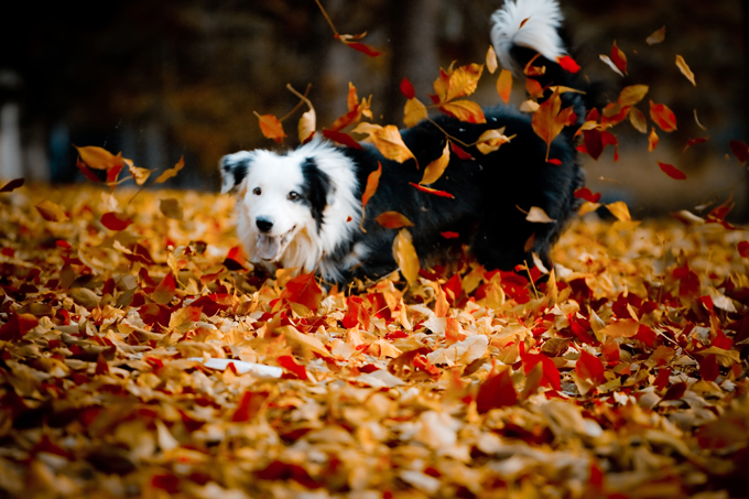 Dogs Loving Fall 