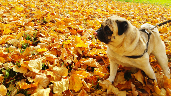 Dogs Loving Fall 