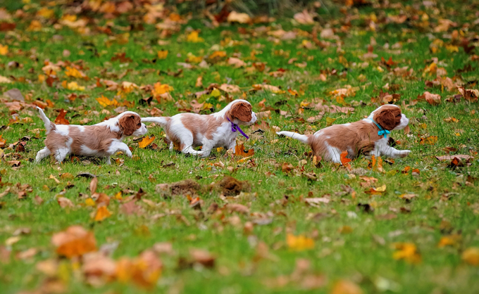 Dogs Loving Fall 