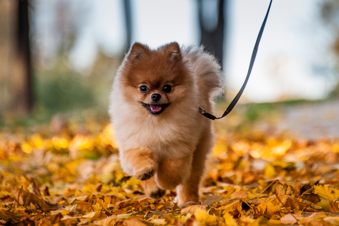 Dogs Loving Fall 