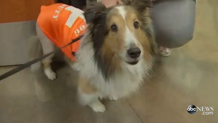 Paralyzed Dog About To Be Euthanized Saved By Vet Student Who Found Tick