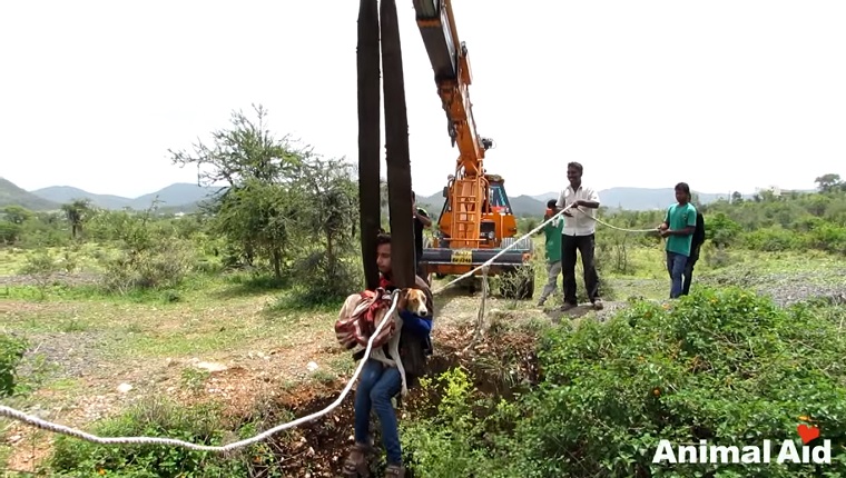 Dog Trapped In Well For 5 Days RESCUED!