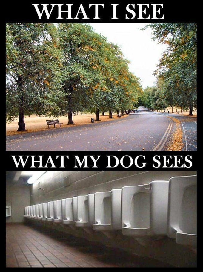 45 Funny Dog Memes 2 #9