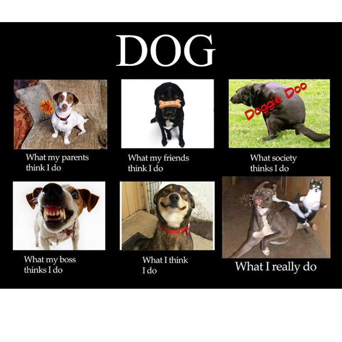 45 Funny Dog Memes 2 #17