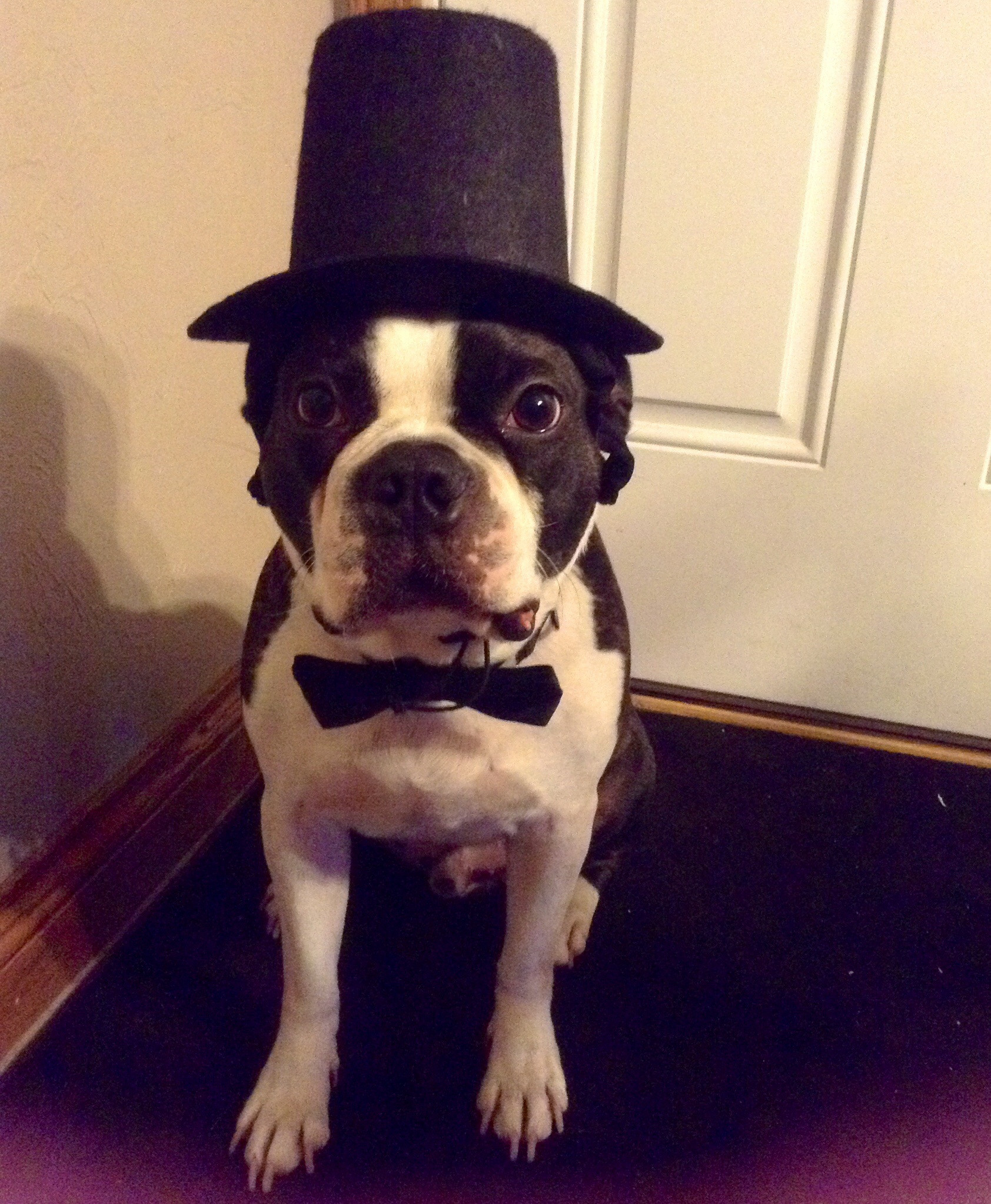 Lincoln dog!