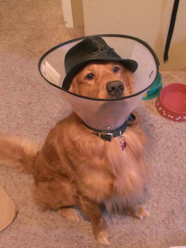 The cone of shame and the hat of double shame.