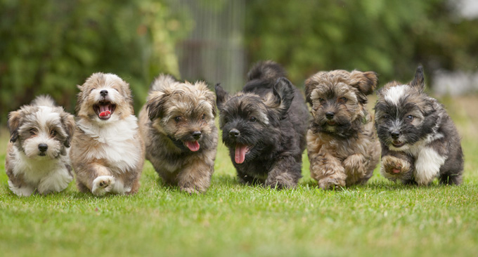 20 Pictures Of Puppies Playing